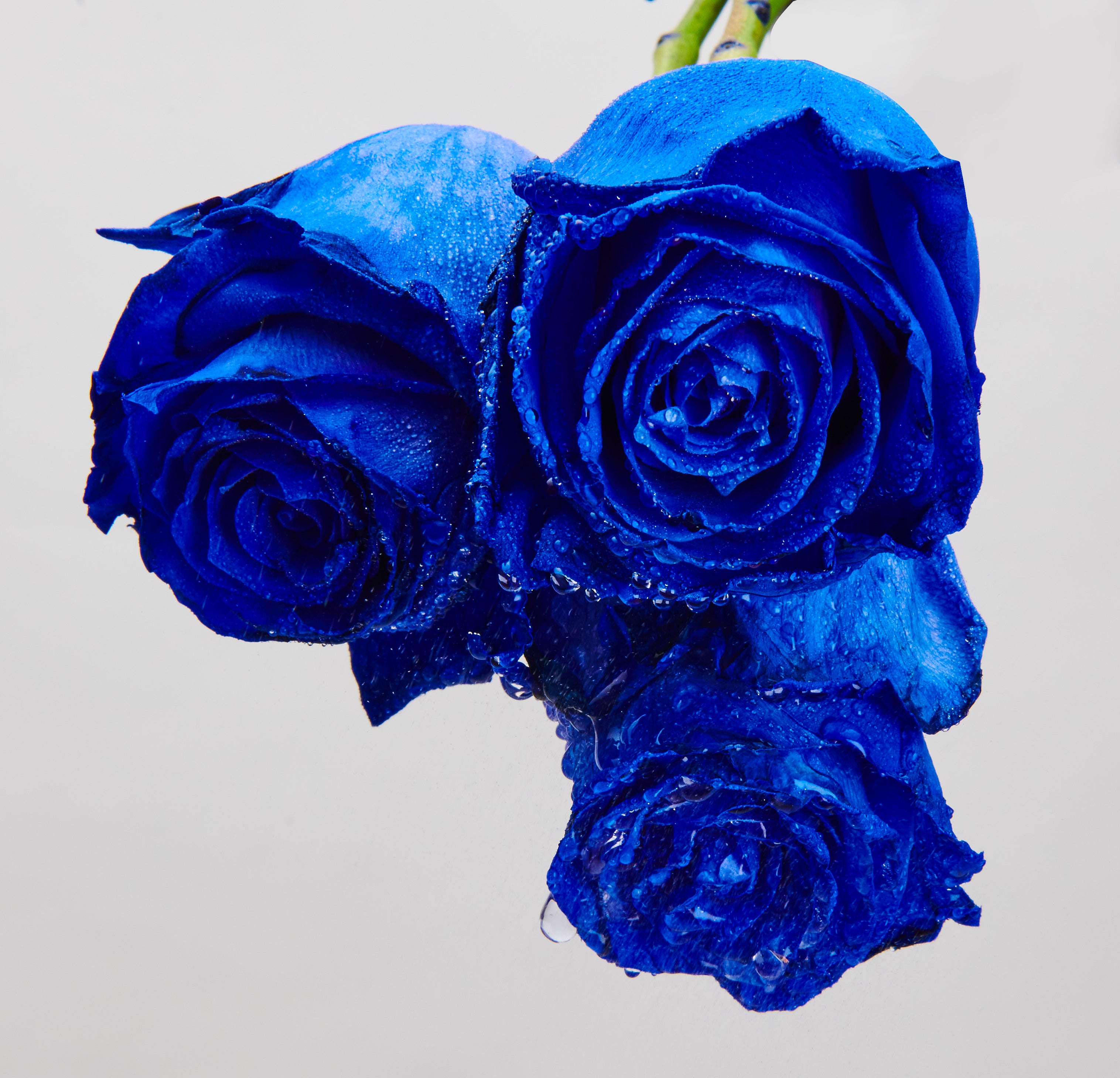 ブルーローズさま専用 BLUE ROSE様専用 Blue roseさま専用 BLUE ROSE様専用です Blue Rose様